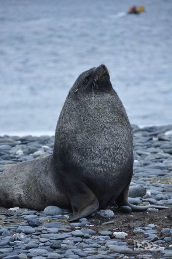 Leão-marinho solitário em praia de Salisbury Plain, na Geórgia do Sul